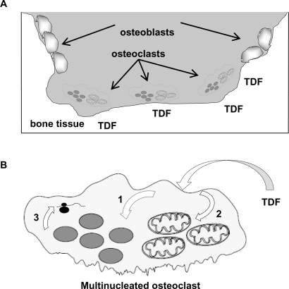 Figure 2 The osteoclast as a target for TDF. A) Bone tissue, osteoblasts and osteoclasts. TDF, as a phosphonate, associates with bone tissue. Bone resorption by osteoclasts would result in the preferential uptake of TDF. B) Impact of TDF on osteoclast DNA synthesis and gene expression. Following TDF uptake by osteoclasts, TDF can target the nucleus (1) and/or mitochondria (2), where it may directly or indirectly perturb DNA synthesis by 1) incorporation and DNA chain termination, 2) DNA damage, 3) alteration of deoxynucleotide transport, and/or 4) nucleotide pool imbalances. The impact of TDF on cellular DNA synthesis would result in altered gene expression (3).