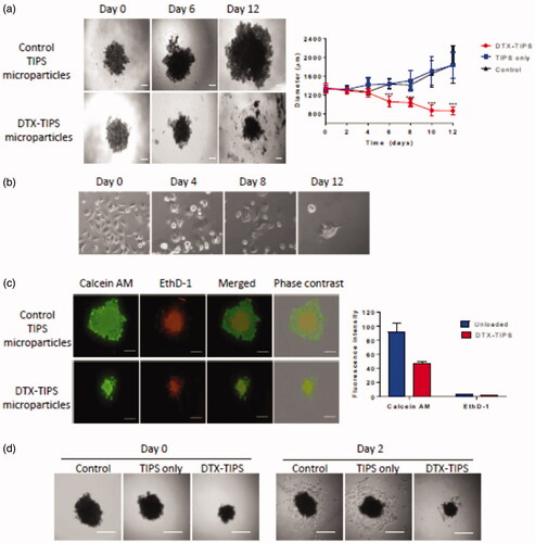 Figure 3. (a) 3D spheroid cultures of PC3 cells were incubated in perfusate collected from DTX-TIPS or unloaded control TIPS microparticles for 12 days. The culture medium was replaced with perfusate collected at the corresponding time points. The diameter and volume of the spheroids was calculated from images acquired throughout the incubation period. Spheroids incubated with perfusate from DTX-TIPS shrank in size over time. (b) PC3 cells cultured in 2D in tissue culture wells were treated in the same manner and exhibited morphological features of cytotoxicity. (c) The viability of cells in the spheroids incubated with perfusate at day 12 was analyzed using Live/Dead® staining (calcein AM – live cells (green) and ethidium homodimer-1 (EthD-1) dead cells (red)) Scale bars 200 µm. (d) PC3 cells in spheroids incubated with perfusate from DTX-TIPS microparticles and transferred to tissue culture plates at day 12 failed to migrate from the spheroid and appeared non-viable, whereas cells from spheroids incubated with control microparticles were viable and migrated from the spheroid. Scale bar 200 µm. Data represent mean ± standard deviation from n = 20. ***p<.001 between control and DTX treated samples.