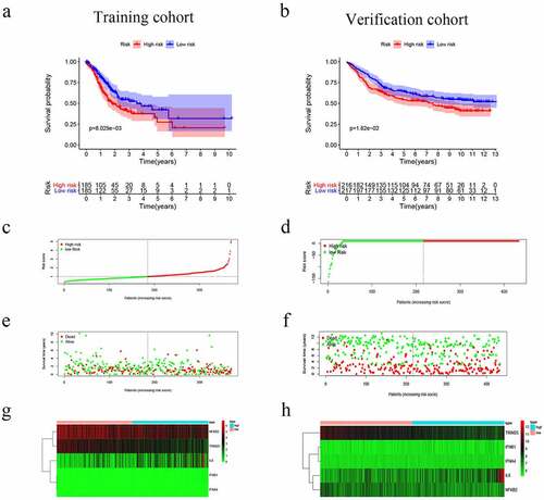 Figure 3. Risk score, reflecting overall survival, based on the CSRs signature comprising five genes, in the training and validation cohorts. (a–b) Kaplan-Meier curve for OS of patients with high- and low risk scores in the training and validation cohorts. (c–d) Risk-score distribution in the training and validation cohorts. (e–f) The survival status plot associated with risk score in the training and validation cohorts. (g–h) Heatmap of the expression of the five CSRs in the high- and low-risk groups and the training and validation cohorts