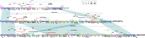 Figure 3 Linear comparison of Tn6358a, Tn6358b, Tn6358c. The MDR regions from pHD6416 and pHD6452 were highly similar and could evolve from the same Tn element. Genes are denoted by arrows. Gene, mobile elements, and other features are colored based on their functional classification. Shading denotes regions of homology (nucleotide identity ≥95%). Numbers in brackets indicate nucleotide positions within the plasmid pHD6416-NDM and pHD6452-NDM. Tn6358a was used as reference and its accession number was JX141473.