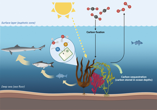 Figure 3. Ecosystem services of seaweeds.[Citation153–156] drawn by BioRender.
