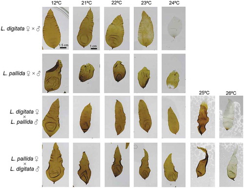Fig. 6. Experiment 3. Visual appearance of sporophytes from intraspecific (L. digitata ♂ × ♀; L. pallida ♂ × ♀) and reciprocal interspecific crosses (L. digitata ♀ × L. pallida ♂; L. pallida ♀ × L. digitata ♂) after 13 days of temperature treatment at 12, 21, 22, 23, 24, 25 and 26°C. Scale bar = 1 cm (applies to all images).