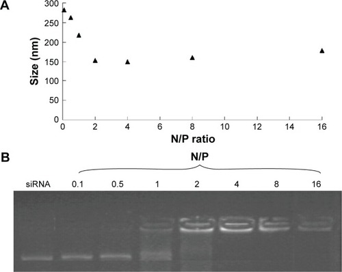 Figure 2 Particle size and gel retardation assay.Notes: (A) Particle size and (B) gel retardation assay of (CSO-PEI/siRNA)HA polyplexes prepared at various N/P ratios from 0.1 to 16.Abbreviation: (CSO-PEI/siRNA)HA, polyethylenimine-grafted chitosan oligosaccharide with hyaluronic acid and small interfering RNA.