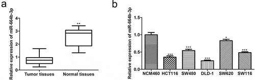 Figure 1. (a) The expression level of miR-664b-3p in COAD tissues, the analysis was obtained from Starbase. **P < 0.01 vs. Tumor tissues. (b) The expression level of miR-644b-3p in different colon cancer cell lines. *P < 0.05, ***P < 0.001 vs. NCM460 cell lines.