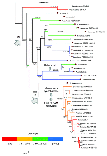 Figure 4 16SrRNA Neighbor-Joining tree from cyanobacterias whose genomes have been completely sequenced. Branches are colored according to the observed over expected (obs/exp) number of copies of HIP1 (see the color code at the bottom of the figure). The actual value of (obs/exp) for each replicome is shown in parenthesis. A brown dot indicates those genomes with 10 times more copies of HIP1 than expected by chance, and a value larger than 1000 for the sum of squared differences (i.e., the rightmost cyanobacteria from Figure 1). A gray dot indicates the particular case of Cyanobacterium UCYN-A which has a value smaller than 1000 for the squared differences while having 18 times more copies of HIP1 than expected by chance. Arrows 1 and 2 indicate the branch where the excess of HIP1 was gained and lost, respectively. For reference, the branch leading to heterocyst forming cyanobacteria is indicated. Bootstrap values shown are for Neighbor-Joining/Maximum-Likelihood trees. When the node has a value smaller than 50 (or is inexistent in the Maximum-Likelihood tree) a dash is shown instead.