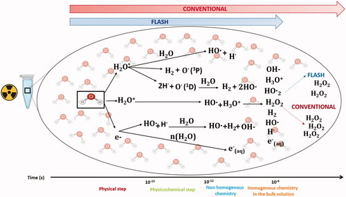 Figure 1. Physico-chemical effects after water exposure to UHDR and CONV. The graph summarizes the early interaction of ionizing radiation with matter that are chemical changes. They have been extensively investigated in the past and are generally described in liquid water, which happens to be a major component of living organisms. Water molecules absorb the majority of the ionizing energy in a process called water radiolysis. The first physical phase is initiated at the time ‘0’ at which the energy is deposited within the target and occurs during the first femtoseconds post-irradiation. Then after picosecond and millisecond, formation of free radicals including reactive oxygen species (ROS) occurs via reactions that form the chemical non-homogenous and homogeneous phases. Experimentally, G°-value can be determined to evaluate the initial yields of reactive species produced during the homogenous stage of chemistry (100 ns to 1 µs). ROS continue to diffuse and interact with soluble substances (like oxygen) at later time points and can then be evaluated as G-values, also named radiolytic yields. Experiments done in water have shown that UHDR produces less H2O2 than conventional irradiation.