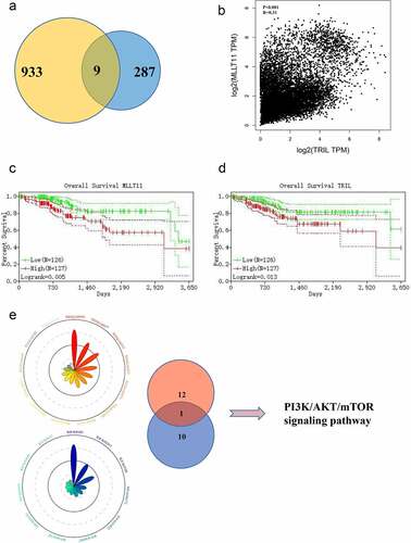 Figure 2. Bioinformatics analysis targets MLLT11-TRIL and PI3K/AKT/mTOR signaling pathway. (a)The Venn diagram of the gene pairs involved in Figure 1e and F. (b) Scatter plot of MLLT11 and TRIL expression in TCGA database. (c) Overall survival of MLLT11 based on Kaplan–Meier plotter with a 95% confidence interval. (d) Overall survival of TRIL based on Kaplan–Meier plotter with a 95% confidence interval. (e) The genes in the black, red and blue modules were enriched in two aspects: “KEGG” and “WikiPathways”, and displayed on the Radar charts.