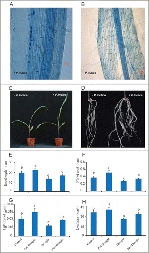 Figure 1. Phenotype differences between maize seedlings colonized and uncolonized by P. indica. (A) Typical root architecture of maize 15 days after inoculation (left) or uninoculation (B, right) with P. indica, P. indica chlamydospores on maize tap root inspected by Trypan blue staining (white arrow) at 15 DAI under microscope (Leica DM5000 B, Germany), with scale bar=20 μm. (C, D) Typical shoot and root phenotype of maize 15 days after inoculation (right) or uninoculation (left) with P. indica, with scale bar=5 cm. (E-H): Length of tap root (E), fresh weight (FW) of roots (F), dry weight (DW) of roots (G), and leaf area (H) of maize seedlings inoculated or uninoculated with P. indica under drought stress, while uninoculation and not-drought stress-exposed seedlings were used as control. All experiments were performed with at least 3 replications. Statistically significant differences are labeled with letters (p< 0.05, two-wayfactor ANOVAone way ANOVA).