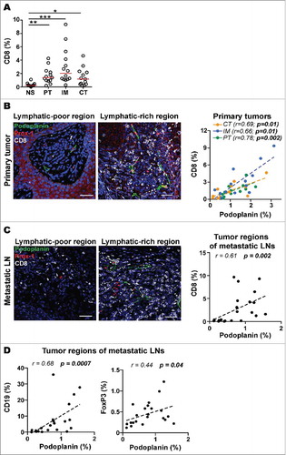 Figure 3. LVD correlates with infiltration of CD8+ T cells in primary tumors and tumor regions of metastatic lymph nodes (LNs). A) Quantification of CD8 density (% of pixel positive cells) in different zones of primary melanomas. Statistical significance was calculated using one-way Kruskal-Wallis non-parametric test with post-hoc test Dunn correction. Line indicates median. ***, p ≤ 0.001; **, p ≤ 0.01; *, p ≤ 0.05. Representative immunofluorescence images showing lymphatic vessels (Prox-1, red; podoplanin, green) and CD8+ T cells (grey) in lymphatic-poor and -rich regions of a B) primary tumor and a C) metastatic LN (20X, Scale bar = 50 μm, DAPI, blue). Correlations of podoplanin with CD8 density (% of pixel positive cells) in PT (n = 13), IM (n = 13) and CT (n = 13) of B) primary tumors and in C) metastatic LNs (n = 23). D) Correlations of podoplanin with CD19 (n = 21) and FoxP3 (n = 22) density (% of pixel positive cells) in tumor regions of metastatic LNs. All correlations were analyzed using non-parametric Spearman's test. (PT): peritumoral region, (IM): invasive margin, (CT): center of tumor.