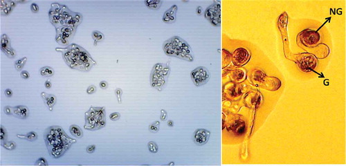 Figure 3. In vitro germination of date palm pollen grain incubated at 25°C (40×) [NG = Non germinated, G = Germinated]