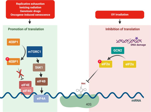 FIG 3 Senescence inducers may promote or inhibit translation initiation. Left, genotoxic stress, OIS, and replicative exhaustion have all been shown to require the activity of mTORC1 for the onset of senescence. mTORC1 functions to promote translation initiation by inhibiting 4E-BP, which sequesters eIF4E, and also by activating S6K1, which activates other downstream translation factors, including eIF4B. Right, DNA damage caused by UV irradiation activates the eIF2α kinase GCN2, leading to the repression of translation initiation.