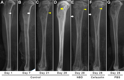 Figure 4 (A–D) In the control group (n=10), lateral tibial slices were taken on days 1, 7, 21, and 28, and lateral radiographs of tibiae showed the typical course, including drilling (white arrowhead), gradually aggravating the periosteal reaction and eventually forming new bones (white arrow), bone destruction (yellow arrowhead), and sequestra (yellow arrow). The lateral radiographs of the (E) NBD (n=11) and (F) cefazolin group (n=12) taken at the same time showed only mild–moderate periosteal reactions on day 28. (G) Lateral radiographs of the PBS group (n=8) showed no signs of osteomyelitis on the 28th postoperative day. All samples of animals were examined.