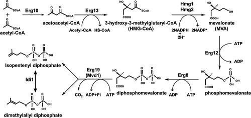 Figure 2. The mevalonate (MVA) pathway in Saccharomyces cerevisiae. The MVA pathway consists of seven enzyme-catalyzed reactions. The first step is the formation of acetoacetyl-CoA from two acetyl-CoA molecules by Erg10 (acetyl-CoA acetyl transferase). Subsequently, Erg13 (HMG-CoA synthase), Hmg1/Hmg2 (HMG-CoA reductase), Erg12 (mevalonate kinase), Erg8 (phosphomevalonate kinase), and Erg19 (diphosphomevalonate decarboxylase) lead to the production of isopentenyl pyrophosphate (IPP) and dimethylallyl pyrophosphate (DMAPP). Idi1 isomerizes between IPP and DMAPP.