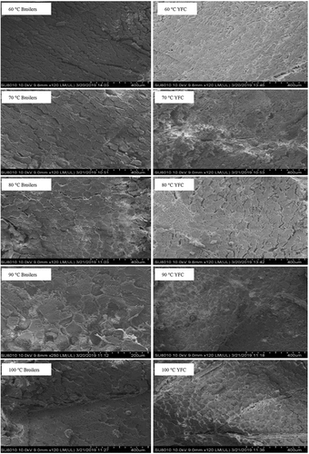 Figure 6. Cross-sections of breast samples obtained from broilers and YFC subjected to cooking at different temperatures for 40 min observed by SEM ×120. YFC: Yellow-feather chicken