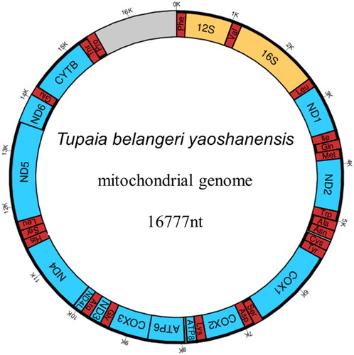 Figure 2. Gene map of the T.b. yaoshanensis mitochondrial genome.
