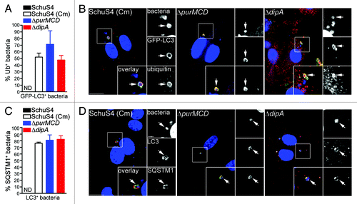 Figure 4. Autophagy-targeted Francisella are tagged with ubiquitin and recruit the autophagy receptor SQSTM1. (A) Quantification of LC3-positive bacteria colocalizing with ubiquitin (Ub) at 16 h p.i. in BMMs expressing GFP-LC3. At least 30 LC3-positive bacteria per experiment were scored for ubiquitin colocalization in each condition. Data are means ± SD from three independent experiments. ND, not determined. (B) Representative confocal images of BMMs expressing GFP-LC3 infected for 16 h with either SchuS4 treated with chloramphenicol at 6 h p.i. or its isogenic ΔpurMCD or ΔdipA mutants. Samples were processed for immunofluorescence labeling of GFP (green) and ubiquitin (red), and stained with DAPI to label DNA and intracellular bacteria (blue). Magnified insets show single channel images of the boxed areas. White arrows indicate bacteria of interest. Scale bars: 10 or 2 μm. (C) Quantification of LC3-positive bacteria displaying SQSTM1 recruitment at 16 h p.i. in BMMs. At least 30 LC3-positive bacteria per experiment were scored for SQSTM1 colocalization in each condition. Data are means ± SD from three independent experiments. ND, not determined. (D) Representative confocal images of BMMs infected for 16 h with either SchuS4 treated with chloramphenicol at 6 h p.i. or its isogenic ΔpurMCD or ΔdipA mutants. Samples were processed for immunofluorescence labeling of LC3 (red) and SQSTM1 (green), and stained with DAPI to label DNA and intracellular bacteria (blue) at 16 h p.i. Magnified insets show single channel images of the boxed areas. White arrows indicate bacteria of interest. Scale bars: 10 or 2 μm.