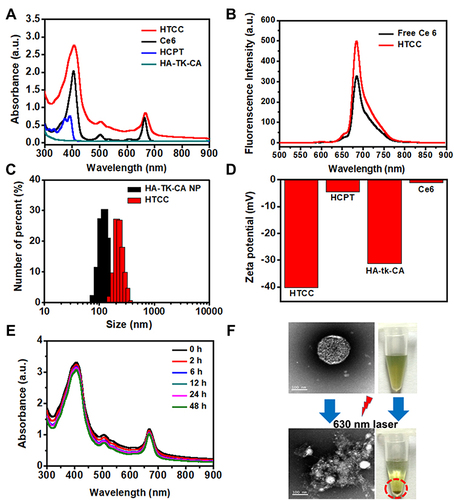 Figure 1 In vitro characterization of HTCC. (A) UV/vis/NIR absorption spectra of HTCC, Ce6, HCPT solution, and HA-tk-CA. (B) Fluorescence spectra of HTCC and free Ce6. (C) Dynamic light scattering analysis for the particle size distribution of HTCC with a diameter of 209 ± 12.33 nm and HA-tk-CA nanoparticle with a diameter of 186 ± 9.58 nm. (D) Zeta potential of HTCC (−40.2 mV), Ce6 (−1.1 mV), HCPT (−4.5 mV), and HA-tk-CA (−31.2 mV) solution by dynamic light scattering. (E) Stability of HTCC in UV/vis/NIR spectra in H2O at room temperature for 0-, 2-, 6-, 12-, 24-, and 48-h incubation. No absorbance changes were noticed. (F) Images of ROS-responsive HTCC under 670-nm laser irradiation. Top left: TEM image of HTCC without NIR laser irradiation. Lower left: TEM image of disrupted HTCC under NIR laser irradiation. Top right: Image of HTCC in water without precipitation. Lower right: Image of HTCC under NIR laser irradiation. HTCC was centrifuged, and a precipitant was noticed. Scale bar = 250 nm.