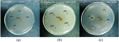 Figure 6. Represents three bacterial strains named as (a) Bacillus subtilis SBMP4, (b) Lysinibacillus fusiformis NBRC15717, and (c) Achromobacter xylosoxidans NBRC15126.