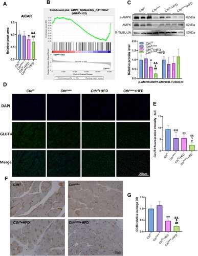 Figure 7. The effects of HFD on AMPK activation, GLUT4 expression, and CD36 expression in CthΔskm and Cthf/f mice. The CthΔskm and littermate Cthf/f mice were fed with HFD or chow from 4 weeks old. The mice were then sacrificed, and blood, fat tissue and skeletal muscle tissues were obtained at 17 weeks old. GAS was obtained for western blotting, immunofluorescence, and immunohistochemistry. (A), the level of AICAR in skeletal muscle (n = 8 in each group). (B), AMPK signaling pathway enriched in GSEA analysis based on RNA-seq data of CthΔskm+HFD and CthΔskm. (C), the protein levels of p-AMPK and AMPK in CthΔskm and Cthf/f mice with HFD and chow determined by western blotting (n = 6 in each group). (D&E), GLUT4 expression and distribution in skeletal muscle determined by immunofluorescence analysis (n = 6 in each group). (F&G), CD36 expression and distribution in skeletal muscle determined by immunohistochemistry (n = 6 in each group). The data were expressed as mean ± SEM. *p < 0.05, ** p < 0.01 (Cthf/f vs. Cthf/f+HFD); # p < 0.05, ## p < 0.01 (CthΔskm vs. CthΔskm+HFD); $ p < 0.05, $$ p < 0.01 (Cthf/f+HFD vs. CthΔskm+HFD); & p < 0.05, && p < 0.01 (Cthf/f vs. CthΔskm+HFD); @ p < 0.05, @@ p < 0.01 (Cthf/f vs. CthΔskm).