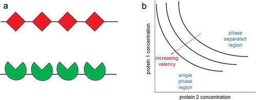 Figure 2 Multivalent interactions promote protein phase separation. a. The valency can be thought of as the number of interactions that a protein can have with other molecules. Example of two proteins both with a valency of 4. b. The phase boundary is shown with respect to the concentrations of the protein 1 and protein 2. The phase boundary can be shifted depending on the valencies of the proteins. Proteins with higher valencies phase separate at lower concentrations than proteins with lower valencies