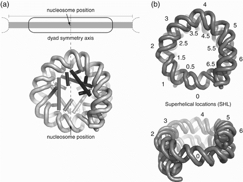 Figure 2. Nomenclature for nucleosome position and DNA wrapping. (a) Nucleosome position is specified by where its pseudodyad axis passes through DNA, illustrated as a schematic (upper) or with structure (lower). (b) Superhelical locations (SHL) are defined from the dyad as SHL 0 and describe where minor groove faces away (integral) or towards (half integral) histone octamer (Klug et al. Citation1980).