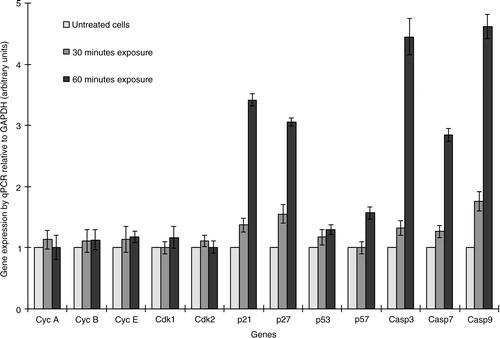 Fig. 4 The relative expression of cyclins (A, B, and E), CDKs (1 and 2), CDK inhibitors (p21, p27, p53, and p57), and caspases (3, 7, and 9) was determined by quantitative PCR. The test was performed in duplicate.