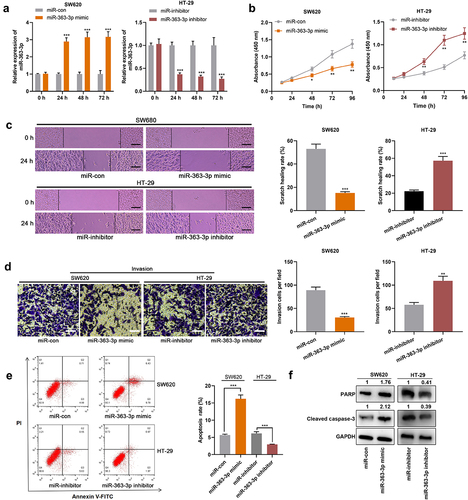 Figure 2. MiR-363-3p inhibited CRC cell proliferation, migration, and invasion SW620 cells were transfected with 50 nM of miR-363-3p mimics (or 50 nM of miR-con) while HT-29 cells were transfected with 50 nM of miR-363-3p inhibitor (or 50 nM of miR-inhibitor. A. qRT-PCR was used to detect the relative expression of miR-363-3p in SW620 and HT-29 cells at 24 h, 48 h, or 72 h after transfection, and U6 was used as the internal control. B. CCK-8 experiment was used to detect the proliferation of SW620 and HT-29 cells 24 h after transfection. C. The migration of SW620 and HT-29 cells 24 h after transfection was detected by scratch healing experiment. Scale bar: 100 μm. D. Transwell assay was used to detect the invasion of SW620 and HT-29 cells 24 h after transfection. Scale bar: 100 μm. E. Flow cytometry was used to detect the apoptosis of SW620 and HT-29 cells 24 h after transfection. F. Western blot was used to detect the relative expression level of PARP and cleaved caspase-3 in SW620 and HT-29 cells 24 h after transfection, and GAPDH was used as the internal control. Error bars represented the mean ± SD of at least three independent experiments. Compared with the miR-con or miR-inhibitor group, *P< 0.05, **P< 0.01, and ***P< 0.001.