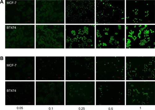 Figure 8 Concentration-dependent binding of TMAB-PEG-PAMAM-FITC and PEG-PAMAM-FITC to BT474 cells (overexpression of HER2) and MCF-7 cells (low expression of HER2). (A) Fluorescence microscopy images of TMAB-PEG-PAMAM-FITC; (B) fluorescence microscopy images of PEG-PAMAM-FITC; and (C) mean fluorescence as measured by flow cytometry.Notes: The values are the mean ± SD of three independent experiments. The scale bar for A and B is 50 μm.Abbreviations: TMAB, trastuzumab; PEG, polyethylene glycol; PAMAM, polyamidoamine; FITC, fluorescein isothiocyanate; HER2, human epidermal growth factor receptor 2; SD, standard deviation; TPPF, TMAB-PEG-PAMAM-FITC; PPF, PEG-PAMAM-FITC.