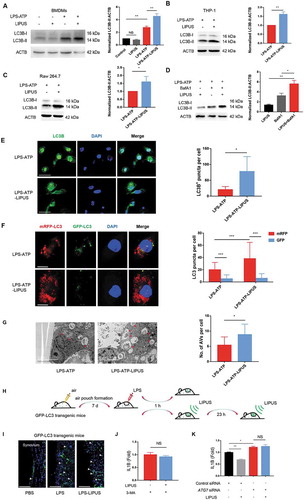 Figure 4. The enhanced autophagy contributes to LIPUS-mediated inhibition on the production of mature IL1B in LPS-ATP treated macrophages. BMDMs (A), THP-1 cells (B) and Raw 264.7 cells (C) with the indicated treatments were subjected to western blot assay using anti-LC3B antibody and anti-ACTB antibody. Statistical analysis (A) was performed using two-way ANOVA followed by Bonferroni’s multiple comparisons test. NS, not significant, **p < 0.01. Statistical analyses (B and C) were performed using Student’s t test. *p < 0.05, **p < 0.01. (D) THP-1 cells were treated by LPS-ATP in the absence of 100 mM BafA1 with or without LIPUS at the same time. 3 h later, the protein level of LC3B was analyzed by western blot. Statistical analysis was performed using two-way ANOVA followed by Bonferroni’s multiple comparisons test. *p < 0.05, **p < 0.01. (E) THP-1 cells with the indicated treatments were stained with anti-LC3B (green) and DAPI (blue). The numbers of LC3 puncta were counted in six different arbitrary areas (the right panel). Scale bars: 50 μm. Statistical analyses were performed using Student’s t test. * p < 0.05. (F) Confocal images of THP-1 cells stably expressing mRFP-GFP-LC3. Scale bars: 20 μm. 40 cells from each group were counted (the right panel). Statistical analysis was performed using two-way ANOVA followed by Bonferroni’s multiple comparisons test. ***p < 0.001. (G) TEM was used for detection of autophagic vacuoles formation in THP-1 cells with LPS-ATP or LPS-ATP-LIPUS treatment. Red arrowhead indicates an AV (autophagic vacuole). The right panel is the quantification of number of AVs per cell. The number of AVs was counted in nine different arbitrary areas. Scale bars: 5 μm. Statistical analyses were performed using Student’s t test. *p < 0.05. (H and I) LPS-induced air pouch model of synovitis was generated in GFP-LC3 transgenic mice. After LPS injection, the mice were treated with LIPUS twice. 24 h later, the synovium-like tissue in skin was prepared for fluorescent microscopy. Nuclei were stained by DAPI (blue fluorescence). The white arrows represent GFP-positive cells. Scale bar: 100 μm. (J) LPS-ATP-treated THP-1 cells were treated with 3-MA (2 mM) in the presence or absence of LIPUS treatment and subsequently IL1B levels were measured. Statistical analysis was performed using Student’s t test. NS, not significant. (K) THP-1 cells were transfected with ATG7 siRNA (1) to knock down ATG7 for 24 h and then given the treatments indicated. The level of IL1B in supernatants was detected by ELISA. Statistical analysis was performed using two-way ANOVA followed by Bonferroni’s multiple comparisons test. NS, not significant, *p < 0.05, **p < 0.01.