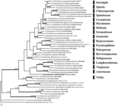 Figure 2. A MP tree generated based on the combined datasets of EF-1α and RPB2 sequences of Trichoderma species and relatives. Supporting values showing at branches: MLBP (left) and MPBP (right). MLBP and MPBP greater than 50% are shown at the nodes. The branch support values ≥90 are indicated by thicker lines. Genbank accession numbers in bold indicate the sequences from ex-type strains. The scale bars indicate number of nucleotide substitutions per site.