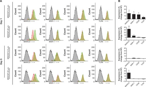 Figure 6 AM phagocytic receptor expression.Notes: Scavenger receptor (MARCO, MSR-1, and CD36) and toll-like receptor (TLR4) expression, 1 and 5 days after a 24-hour treatment with MWCNT-0.6 μm or MWCNT-20 μm. Representative histograms, of at least four independent experiments, showing differential phagocytic receptor expression; mouse isotype control antibody (gray), NT AM control (red), and MWCNT-treated AM (green) (A). The percentage change in receptor expression (as quantified using the mean flourescent index values), compared to the NT control AMs, is shown by a bar graph (B); n=5 ± SEM; significant differences are indicated, where *P,0.05 and **P,0.01.Abbreviations: NT, nontreated; MWCNTs, multiwalled carbon nanotubes; AMs, alveolar macrophages; SEM, standard error of mean.