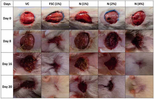 Figure 1. Morphological representation of rat wound showing various phases of wound healing.