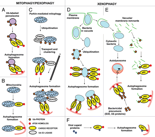 Figure 4 Cargo receptors involved in mitophagy, pexophagy and xenophagy in mammalian cells. (A) Peroxisomes artificially labeled with monoUb on their surface are specifically recognized by p62 and degraded by autophagy, illustrating that Ub is a signal for p62-mediated autophagic degradation. (B) Nix-dependent mitophagy during development. Nix interacts with ATG8 family proteins, and acts as a cargo receptor for the delivery of mitochondria to the phagophore. The process is Ub-independent. (C) Removal of depolarized mitochondria by Parkin-mediated autophagy. Recruitment of Parkin to the mitochondria is regulated by PINK1. Parkin-mediated ubiquitination is essential and it recruits p62 and HDAC6. These proteins are responsible for a transport of depolarized mitochondria to the perinuclear region and for their assembly into clusters. It is not clear what cargo receptors are directly involved in the delivery of mitochondria to the phagophore. (D) Removal of intracellular bacteria by selective autophagy. Many intracellular bacteria such as S. enterica can reside and replicate within vacuolar structures, but they also leak out in the cytosol and are then recognized and ubiquitinated by an unknown machinery. Both p62 and NDP52 are recruited to ubiquitinated bacteria resulting in their delivery to the phagophore. (E) Some specialized pathogens have a cytosolic lifestyle. These bacteria may have developed specific systems to avoid ubiquitination, and fewer bacteria are then delivered to the autophagic system. p62 acts as a cargo receptor for the delivery of bactericidal precursors to the autolysosomes via selective autophagy, and for some pathogens such as M. tuberculosis, this may be essential for the killing of the bacteria. p62 also acts as a cargo receptor for autophagy of vacuolar membrane remnants after a bacterium escapes from the phagosome after cell entry.