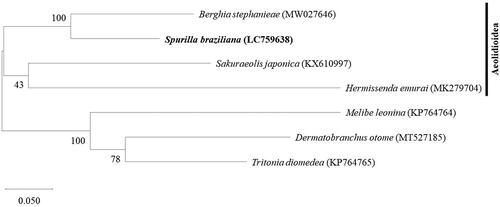 Figure 3. Maximum likelihood phylogenetic tree of S. braziliana and six other Cladobranchia species based on the concatenated amino acid alignments of the 13 protein-coding genes in the mitochondrial genome. Bootstrap support values are shown for each node, based on 1000 replicates. The list of species and their GenBank accession IDs are shown in Table 1.