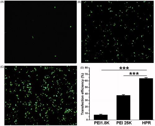 Figure 4. In vitro transfection efficiency of HPR. (A, B and C) Fluorescence microscopy images of HCT-116 cells after transfected with PEI1.8 K/pGFP, PEI25K/pGFP and HPR/pGFP respectively. (D) Quantitative analysis of transfection efficiency of PEI1.8 K, PEI25K and HPR.