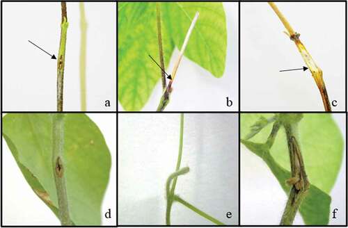 Fig. 2 (Colour online) Control and diseased soybean seedlings inoculated with Macrophomina phaseolina using different methods. (a) Toothpick method inoculated and (d) control seedlings; (b) cut-stem inoculated and (e) control seedlings; and (c) stem-tape inoculated and (f) control seedlings. Arrows indicate the symptoms