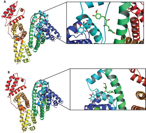 FIGURE 10 Binding of curcumin to subdomain IB of (a) native (PDB: 3V03) and (b) modified BSA. The protein backbone is shown in the “cartoon” representation, and three histidines and Trp residues in the active site are shown in the “stick” representation. Final conformation obtained after energy minimization and docking has been prepared using Hyperchem, Autodock, and PyMOL software, respectively.