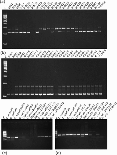Figure 3. Representative PAGE gel electrophoresis of a polymorphic (a) EST-SSR primer Cj-eSSR0219, and (b) PIP primer CjPIP01997 in germplasm panel showing polymorphic amplification profiles. (c) EST-SSR primer Cj-eSSR0722, and (d) PIP primer CjPIP01056 showing polymorphic banding profiles in a species panel. After electrophoresis, the PAGE gels were stained with Ethidium bromide solution (0.5 μg mL −1) and documented using UV transilluminator in a gel doc system.
