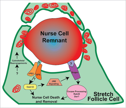 Figure 3. Model of nurse cell death and removal in late oogenesis. In the drawing, one nurse cell nucleus is surrounded by stretch follicle cells (green). Red swirls represent lysosomes and/or other acidified organelles that surround the nurse cell remnant, eventually leading to its acidification, indicated by the gradient of red staining.