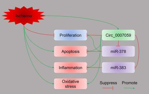 Figure 10. Graphic abstract illustrating the role of circ_0007059 during MI. MI modeling promoted circ_0007059 expression. Silencing of circ_0007059 inhibited H2O2-induced apoptosis, inflammation, and oxidative stress in cardiomyocytes. Furthermore, the suppression of apoptosis and inflammation induced by knockdown of circ_0007059 relied on the expression of miR-378 and miR-383, respectively. Both miR-378 and miR-383 are negatively regulated by circ_0007059.