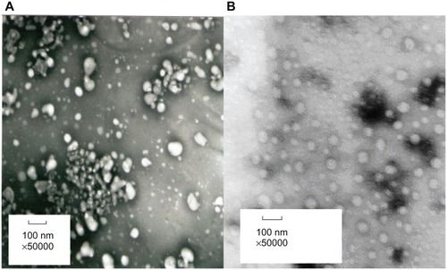 Figure 1 TEM photograph of NCTD-CS-NPs (A) and NCTD-GC-NPs (B).Abbreviations: NCTD-CS-NPs nanoparticles, norcantharidin-loaded chitosan nanoparticles; NCTD-GC-NPs, norcantharidin-associated galactosylated chitosan nanoparticles; TEM, transmission electron microscope.