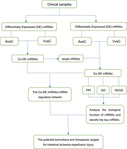 Figure 1 The workflow of study.