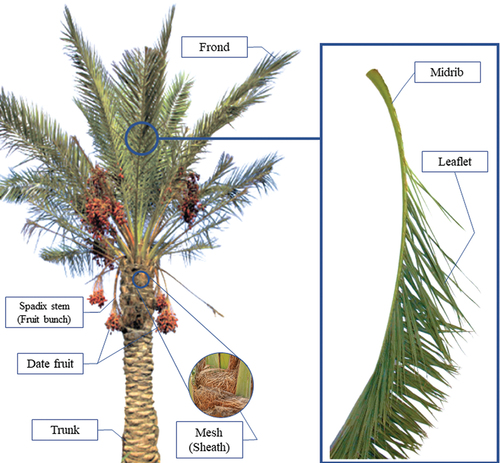 Figure 1. Date palm tree parts.