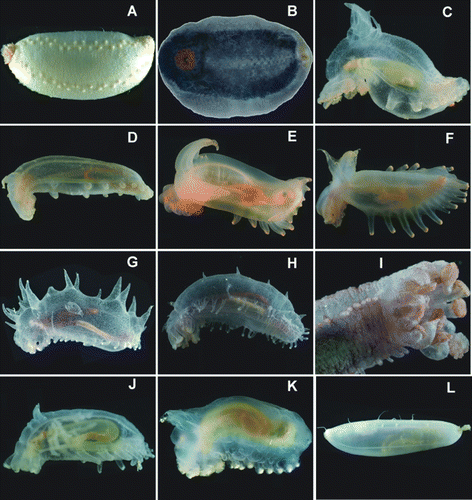 Figure 19.  Freshly caught specimens from trawls and ROV, photos courtesy: David Shale. (A) Abyssocucumis abyssorum, St. JC037/15; (B) Benthothuria funebris, St. JC037/15; (C) Amperima furcata, St. JC048/54 Dive 179; (D) Peniagone azorica, St. JC048/24 Dive 165; (E) Peniagone coccinea sp. nov., St. JC048/54 Dive 179; (F) Ellipinion alani sp. nov., St. JC048/24 Dive 165; (G) Laetmogone billetti sp. nov., St. JC048/56, Dive 180; (H,I) Laetmogone billetti, St. JC048/24 Dive 165; (J) Kolga nana, St. JC048/24 Dive 165; (K) Ellipinion delagei, St. JC048/24 Dive 165; (L) Gephyrothuria alcocki, St. JC037/61.