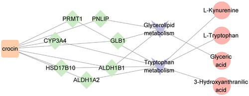 Figure 8. Overlapping target-metabolic pathway potential biomarker interaction network.