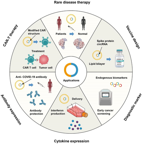 Figure 2. Perspectives of circRNA nanomedicine.