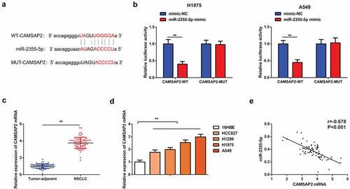 Figure 5. CAMSAP2 is the immediate target of miR-2355-5p. A: Bioinformatics website starbase to predict the binding site of CAMSAP2 and miR-2355-5p; B: Dual luciferase verification of the targeting of CAMSAP2 with miR-2355-5p; C/D: RT-qPCR to detect CAMSAP2 in NSCLC and corresponding adjacent tissues, in 16HBE and HCC827, H1299, H1975, and A549; E: Correlation analysis of miR-2355-5p and CAMSAP2 in NSCLC tissue; *P < 0.05; **P < 0.01. N = 3; The data in the figure were manifested as mean ± SD. The Pearson test was used to analyze the correlation.