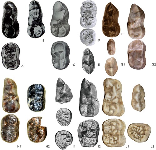 FIGURE 6. Lower teeth of Agriarctos and Ailurarctos. A, cf. Agriarctos sp. from Gau-Weinheim, m1 and m2 (reversed), from Weitzel and Tobien (Citation1952) and Tobien (Citation1955); B, cf. Ag. depereti from Gau-Weinheim, m1, from Weitzel and Tobien (Citation1952); C, Agriarctos depereti from Melchingen, from top to bottom m1 and m2 (both reversed), from Schlosser (Citation1902), Depéret and Llueca (Citation1928); D, cf. Ag. ?depereti from Dorn-Dürkheim 1, from top to bottom m1 and m2 (both reversed), from Roth and Morlo (Citation1997); E, Ai. lufengensis p4, V6892.13 (reversed); F, Ag. vighi, HSGI Ob/5691 from Rózsaszentmárton, m1 (reversed), photos courtesy of J. Wagner; G1, Ag. gaali V.60.1751 from Hatvan, from top to bottom p3 and p4, photos courtesy of J. Wagner; G2, Ag. gaali V.60.1751 from Hatvan, from top to bottom m1 and m2, photos courtesy of J. Wagner; H1, Ai. yuanmouensis, from top to bottom m1 (YICRA YV2509.5, reversed) and m2 (YICRA YV2509.4, reversed); H2, Ai. yuanmouensis, from top to bottom m2 (YICRA YV2509.2) and m2 (YICRA YV2509.3, reversed); I1, Ai. lufengensis, from top to bottom m1 (IVPP V6892.9), m3 (IVPP V6892.11, reversed), and m3 (IVPP V6892.10); I2, Ai. lufengensis, from top to bottom m1 (IVPP V25032), m2 (IVPP V6892.10); J1, A. melanoleuca from top to bottom m1 and m2 (IOZ32755, reversed); J2, A. melanoleuca from top to bottom p4 and m3 (IOZ32755, reversed). Not to scale.