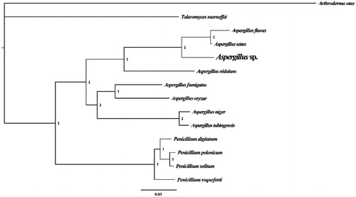 Figure 1. Molecular phylogenies of 13 species based on Bayesian inference analysis of the combined mitochondrial gene set (14 core protein-coding genes + 2 rRNA genes). Node support values are Bayesian posterior probabilities. Mitogenome accession numbers used in this phylogeny analysis: Aspergillus flavus (NC_026920), Aspergillus fumigatus (NC_017016), Aspergillus nidulans (NC_017896), Aspergillus niger (NC_007445), Aspergillus oryzae (NC_018100), Aspergillus tubingensis (NC_007597), Aspergillus ustus (NC_025570), Penicillium digitatum (NC_015080), Penicillium polonicum (NC_030172), Penicillium roqueforti (NC_027416), Penicillium solitum (NC_016187), Talaromyces marneffei (NC_005256), Arthroderma otae (NC_012832).
