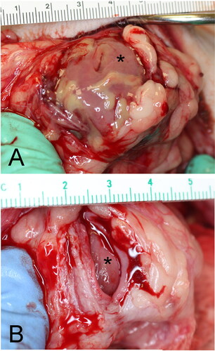 Figure 5. Gross assessment of vesicle viability in Groups A (A) and B (B); viability based on visual appearance of hemorrhage from the varying layers of a full thickness incision; asterisk over mucosa.